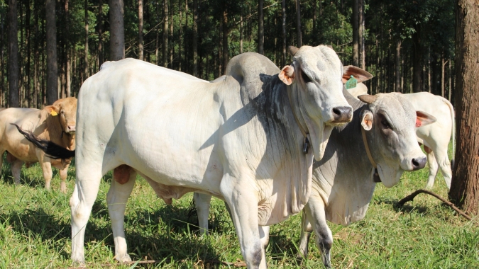 Agrobrazil: Mercado do boi gordo segue pressionado