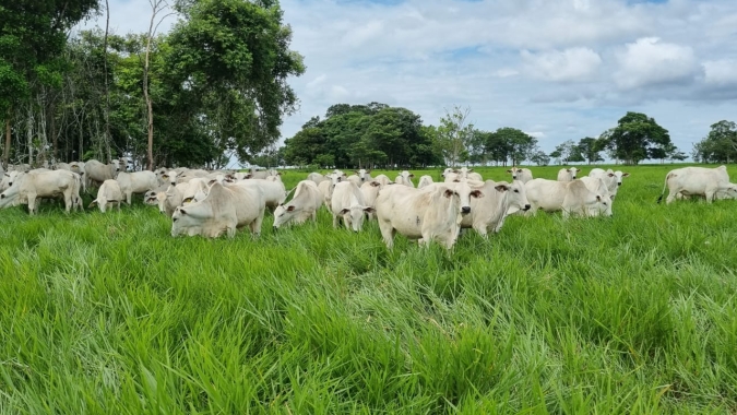 Pesquisadores das áreas de melhoramento genético e de biotecnologia do IZ aprimoram qualificação com estágios no exterior