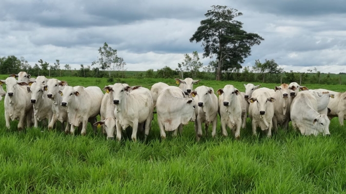 Programa do Imac atinge 1,3 mil hectares recuperados em propriedades rurais em MT