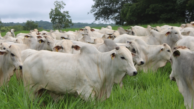 Agrobrazil: Abertura de abril é marcada por movimento de valorização generalizada no preço médio