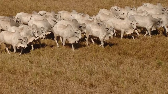Seca nas áreas de pastagem: os desafios do manejo de plantas daninhas de difícil controle