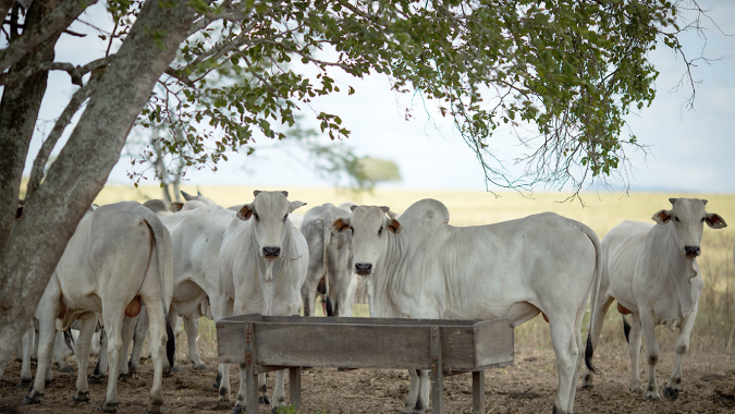 Pecuaristas devem fazer a declaração de rebanho a partir de 1º de maio em Goiás