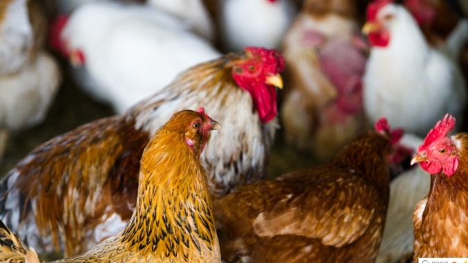 Rússia amplia apoio estatal à avicultura para impulsionar exportações de frango e ovos