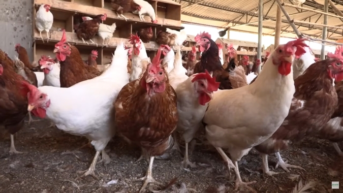 Especialista da Emater-MG explica como certificar produção de ovos e frangos caipiras
