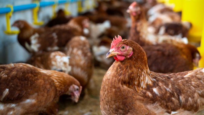Bahia lidera avicultura no Nordeste com crescimento de 16,3% em ovos e 152 milhões de aves