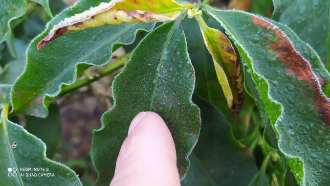 Com onda de frio prevista para o Brasil, café tem dia de explosão e encerra com 7,90% de valorização