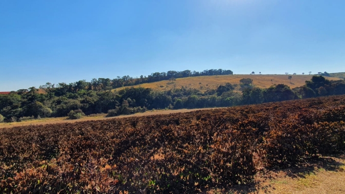 Presidente do CNC acompanhará ministra da Agricultura em sobrevoo a áreas atingidas pelas geadas