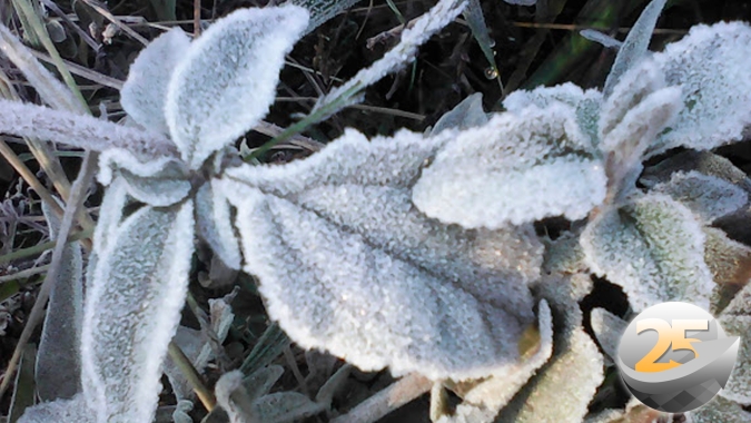 Frio será persistente, intenso e com potencial para formação de geada negra no Paraná, afirma Simepar