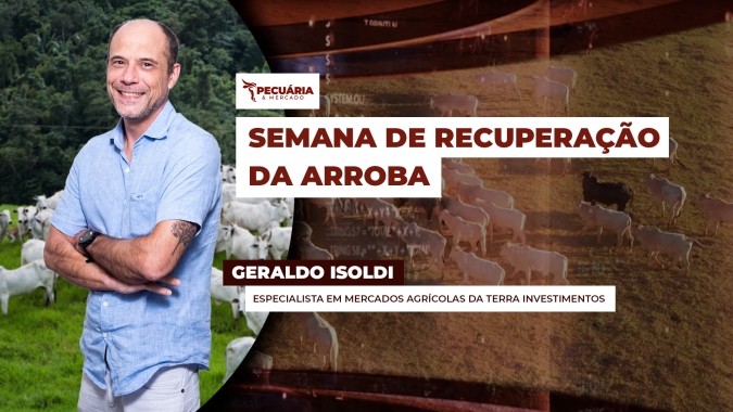 Primeira semana de agosto tem recuperação da arroba com retomada de preços a patamares anteriores ao tarifaço