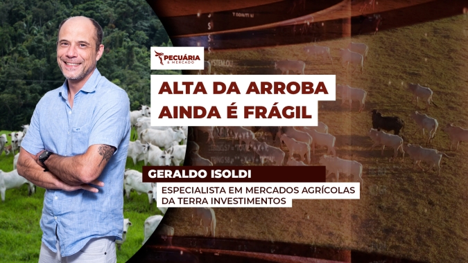 Continuidade do movimento de alta da arroba ainda depende de fatores como demanda interna e oferta de animais