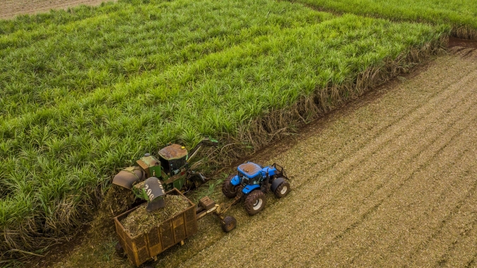 Planejamento e manejo integrado ditam o ritmo da cana na safra 2026