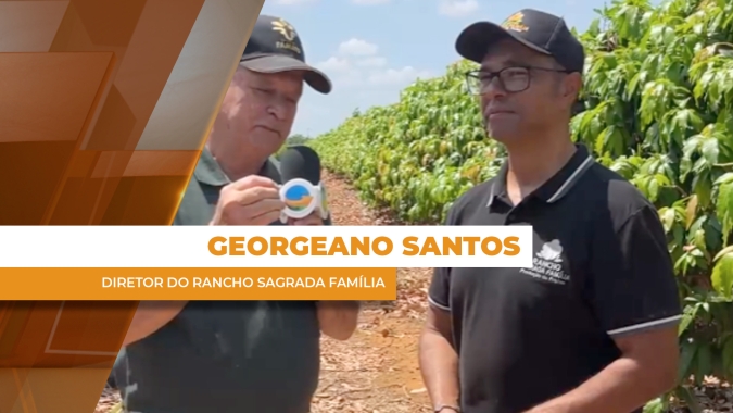 Rio São Francisco transformou a produção de mangas no rancho Sagrada Família no Vale do São Franscico