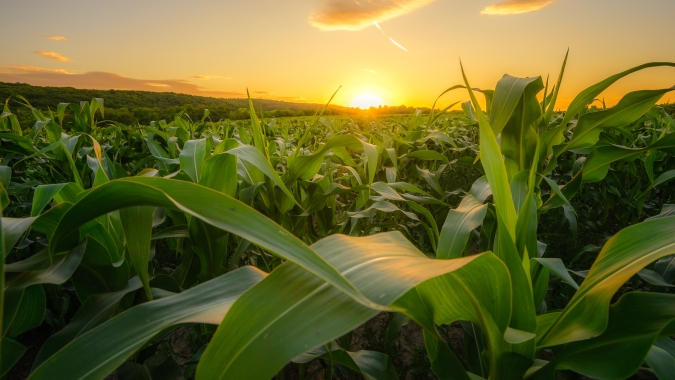 Syngenta lança híbrido de milho hiperprecoce para acelerar resultados na lavoura