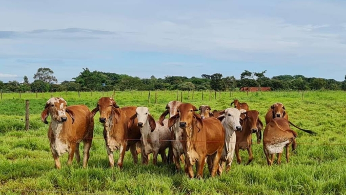 EPAMIG vai testar desempenho de bovinos da raça Gir Leiteiro em diferentes pastagens