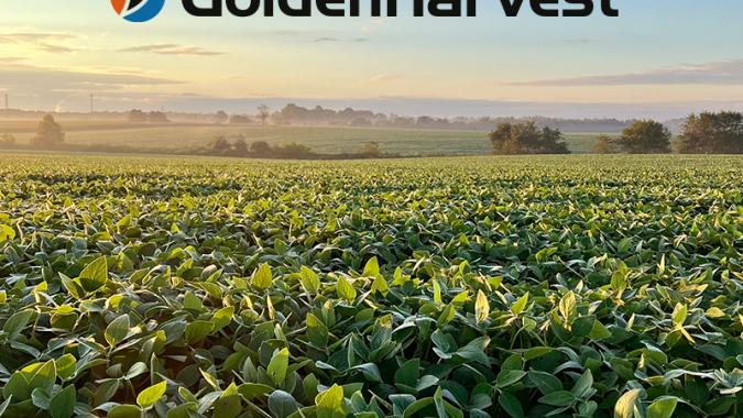 Golden Harvest completa 1 ano no Brasil com lançamento de novas cultivares de soja para safra 2023/24; saiba as características de cada uma delas