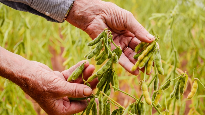 Plantio da safra 2024/25 de soja se aproxima e clima seguirá em foco; Golden Harvest apresenta suas cultivares-chave