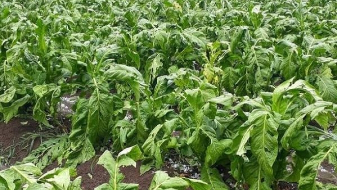 Chuva de granizo atinge lavouras de fumo em Santa Catarina