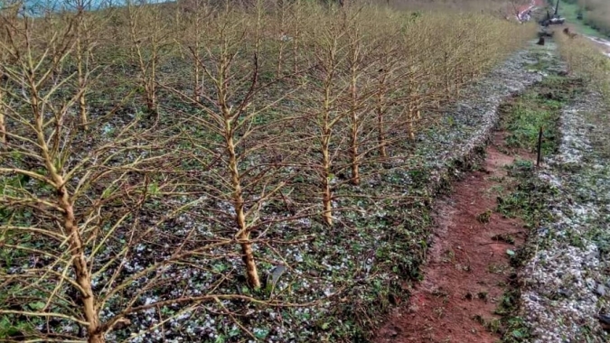 Emater-MG inicia novo levantamento de lavouras atingidas por chuvas de granizo