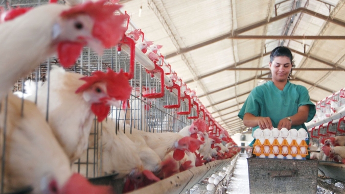 Guerra eleva custos e pressiona preços na avicultura do Paraná