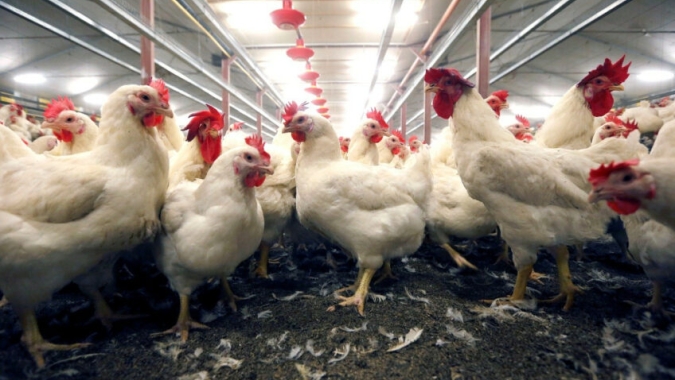 Contaminação por poeira em ovos no Reino Unido preocupa setor e exige ajustes no manejo