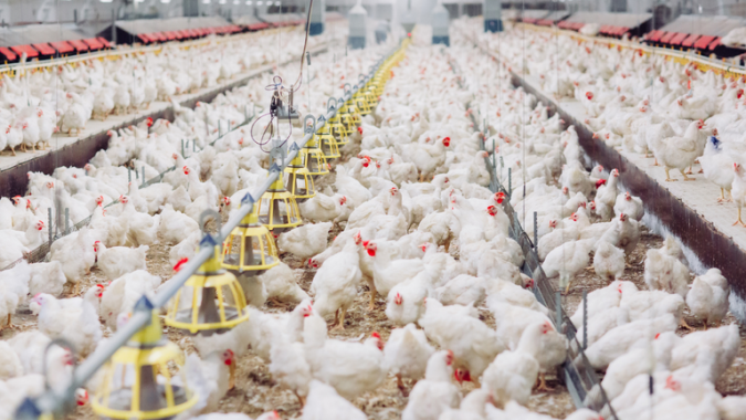 Com vendas fracas no atacado, mercado do frango apresenta estabilidade nesta 6ª feira