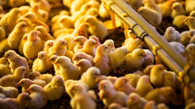 Instituições de pesquisa da Secretaria de Agricultura do Estado de SP destacam o Dia da Avicultura com o bem-estar das aves, alta produção e sustentabilidade
