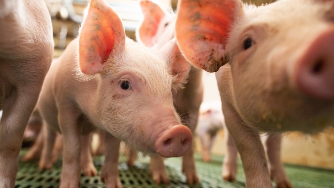 Carcaça suína especial registra alta e chega a R$ 15,10/kg; arroba CIF se mantém estável em R$ 190,00