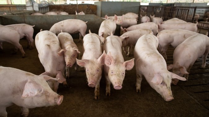 Suínos: Demanda segue firme e competitividade frente à carne bovina