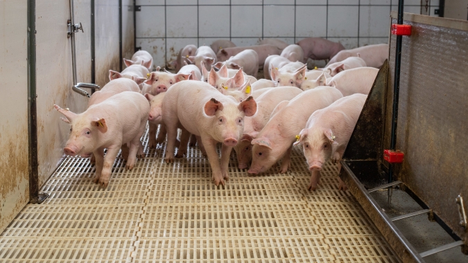 Volume exportado de carne suína cresce 41,04%, enquanto faturamento avança 56% em outubro/24
