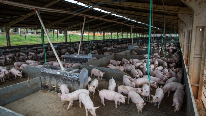 SC se prepara para ampliar conversão de dejetos suínos em biogás e energia