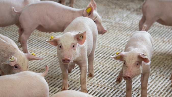 Frigoríficos demonstram cautela diante de possíveis dificuldades no escoamento da carne suína