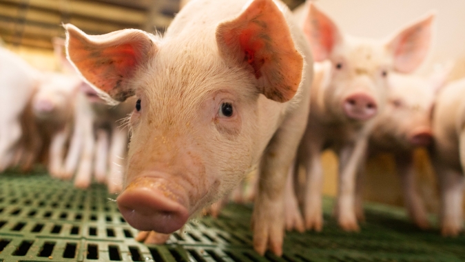 CNA debate demandas de produtores de aves e suínos