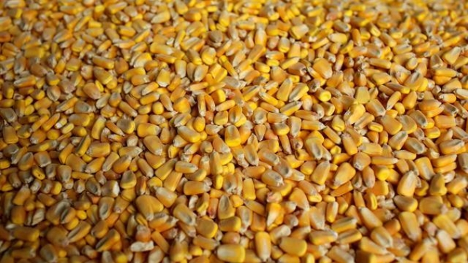 Milho/Cepea: Preços domésticos seguem em alta