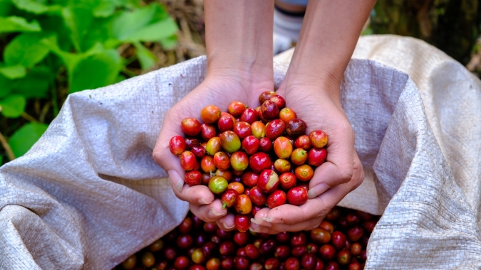 Chuvas no Brasil derrubam em mais de 2% os preços do café arábica no fechamento desta 2ª feira (15)