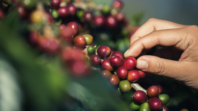 Café/Cepea: Alta do diesel preocupa cafeicultor com proximidade da colheita