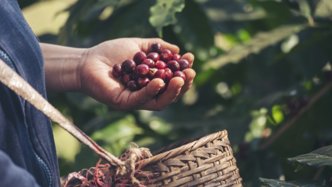 Enfraquecimento da tempestade tropical no Vietnã derruba preços do café robusta no fechamento desta 5ª feira (23)