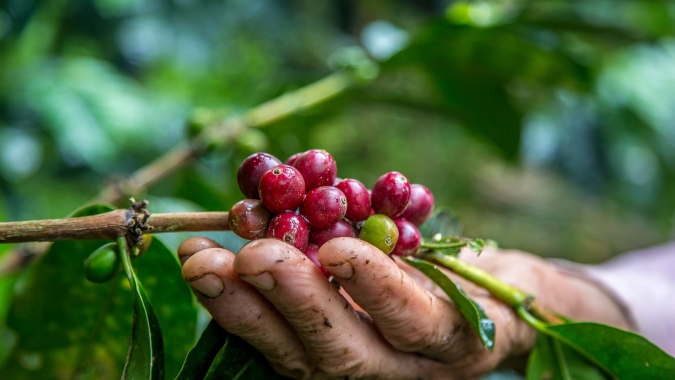 Safras vê produção recorde de 75,65 mi sacas de café do Brasil em 26/27
