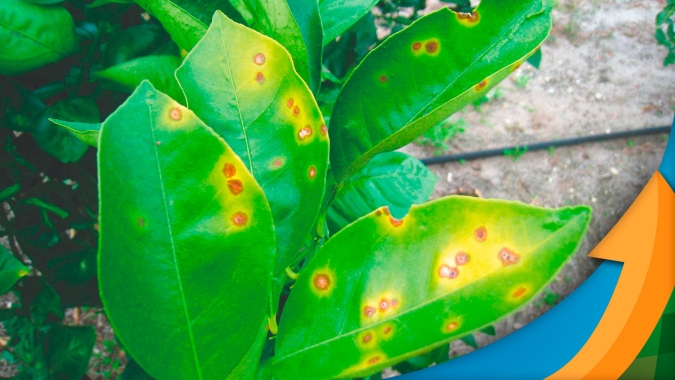 Greening: Flórida terá menor safra de laranja desde 2005; Fundecitrus alerta para avanço rápido da doença, que pode comprometer produção no Brasil
