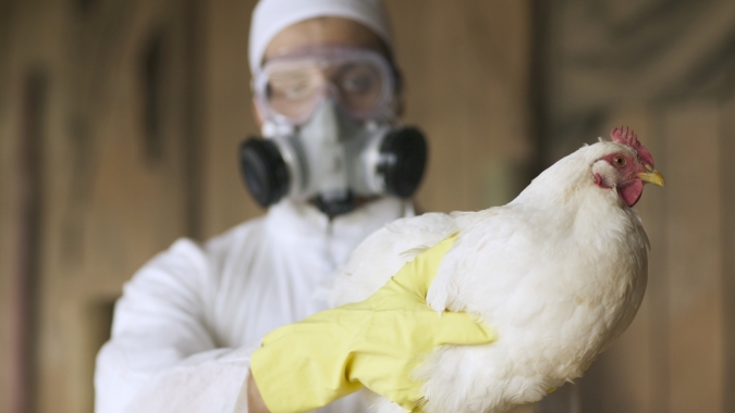 Brasil reforça medidas de prevenção da influenza aviária