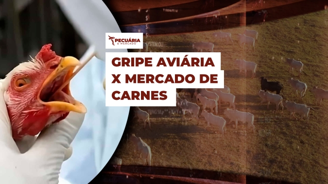 Gripe Aviária em granja comercial no RS pode impactar ritmo das exportações de frango e interferir no preço das demais carnes