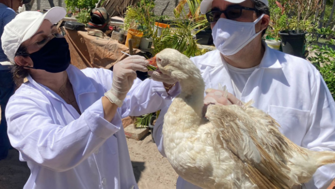 Bahia: Inema divulga orientações sobre Influenza Aviária para animais silvestres