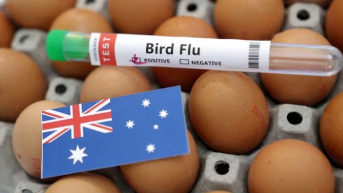 Gripe aviária se espalha para décima granja avícola australiana