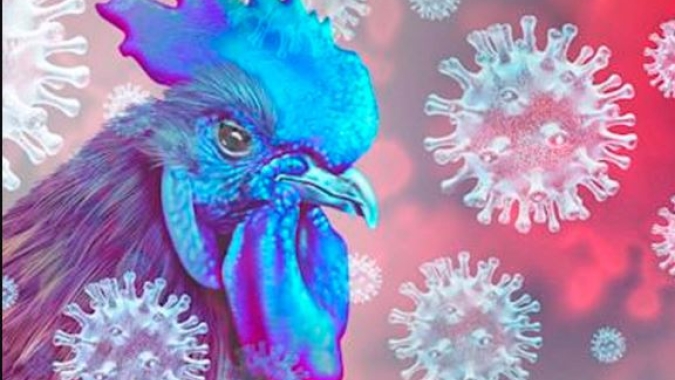 Mais um caso de gripe aviária sendo investigado no Rio Grande do Sul, em Anta Gorda