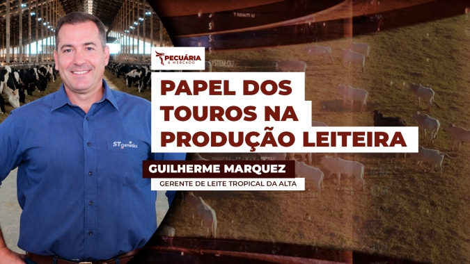 Touros Girolando são selecionados no melhoramento genético para potencializar produção leiteira da raça