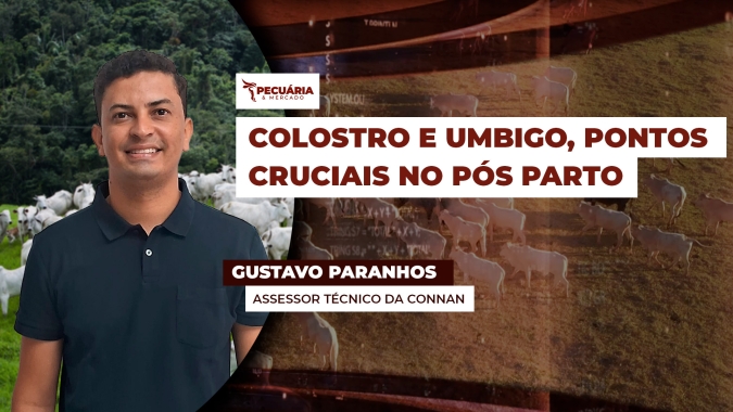 O nascimento dos bezerros demanda cuidados especiais que começam logo após o parto