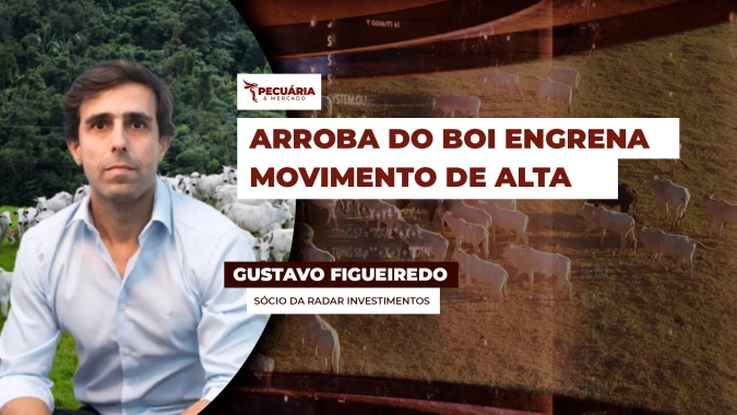 Com boa demanda por carne e oferta limitada de animais, frigoríficos menores em SP já oferecem R$310/@