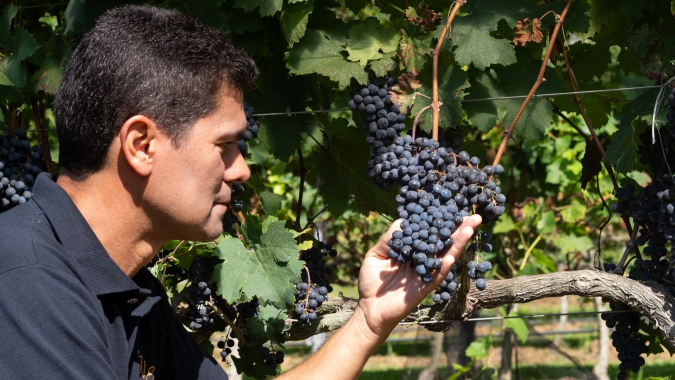 De olho na safra 2025: Vinícola que produz azeites e vinhos inicia colheita de verão