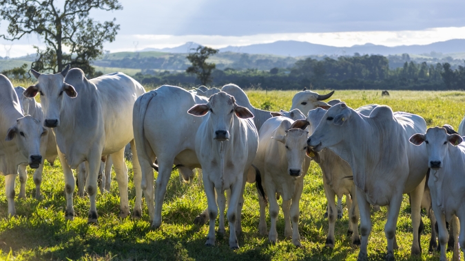 Arroba paulista valoriza e amplia diferença de preço com Mato Grosso em setembro, aponta IMEA