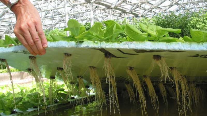 Produção hidropônica ganha espaço e já ocupa até três mil hectares no Brasil