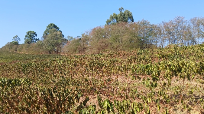 Safra 2024 de café em Minas Gerais poderá ter queda de 23%